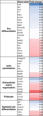 The ShGlomAssay Combines High-Throughput Drug Screening With Downstream Analyses and Reveals the Protective Role of Vitamin D3 and Calcipotriol on Podocytes